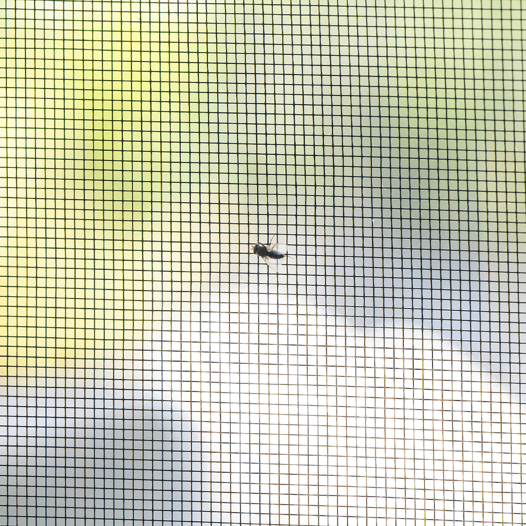 Maille en fibre de verre noire MOSKERA, montrant une mouche qui est bloquée par la moustiquaire MOSKERA.