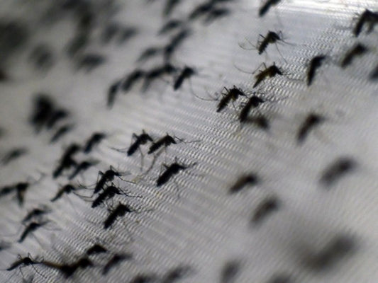 Lutte contre la prolifération des moustiques : l'Importance cruciale des moustiquaires