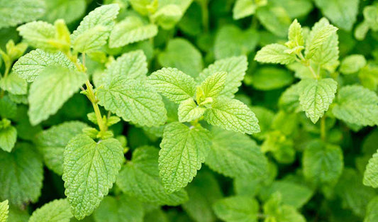 Les meilleures plantes anti moustiques